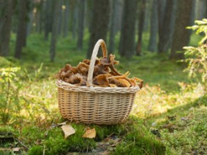 cistell_bolets.jpg_2034200976