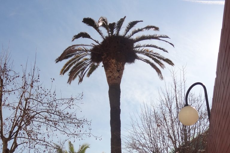 Acomiadem a la Palmera del Fabra